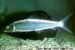 Indo-Pacific Bonefish (Albula glossodonta)