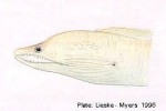 Enlarged Image of 'Enchelycore schismatorhynchus'