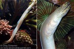 White Ribbon-eel (Pseudechidna brummeri)