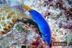 Blue Ribbon-eel (Rhinomuraena quaesita)