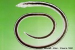 Dark-banded Snake-Eel (Callechelys catostomus)
