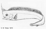 Schlegel's Lophotid Fish (Lophotus capellei)