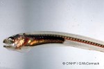 Silver Pearlfish (Enceliophis homei)