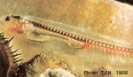 Enlarged Image of 'Onuxodon margaritiferae'