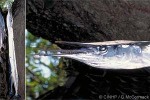 Flat Needlefish (Ablennes hians)