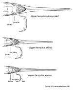 Pacific Halfbeak (Hyporhamphus acutus acutus)