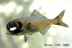 Great Flashlightfish (Anomalops katoptron)