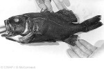 Cook Islands Flashlightfish (Photoplepharon rosenblatti)