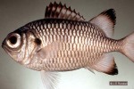 Bronze Soldierfish (Myripristis adusta)