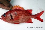 What Am I? Click to display answer!
