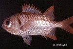 Red Soldierfish (Myripristis murdjan)