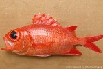 White-tipped Soldierfish (Myripristis vittata)