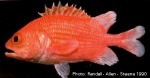 Cardinal Soldierfish (Plectrypops lima)