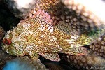 Darkspotted Scorpionfish (Sebastapistes tinkhami)