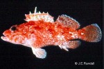 Decoy Scorpionfish (Iracundus signifer)