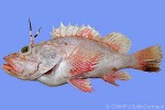 Largehead Scorpionfish (Pontinus macrocephalus)