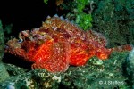 a scorpionfish (Scorpaenopsis possi)
