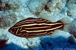 Yellowstriped Soapfish (Grammistes sexlineatus)
