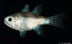 Three-saddle Cardinalfish (Apogon bandanensis)