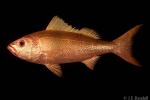 Rosy Jobfish (Randallichthys filamentosus)