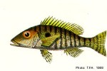 Enlarged Image of 'Lethrinus amboinensis QQNSims88'