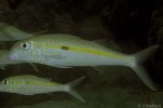 Enlarged Image of 'Mulloidichthys flavolineatus'