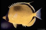 Dotted Butterflyfish (Chaetodon semeion)