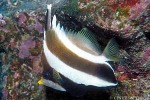 Pennant Bannerfish (Heniochus chrysostomus)