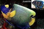Blueface Angelfish (Pomacanthus xanthometopon)