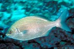 Insular Rudderfish (Kyphosus bigibbus)
