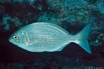 Lowfin Rudderfish (Kyphosus vaigiensis)
