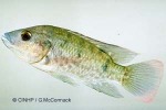Enlarged Image of 'Oreochromis mossambicus'