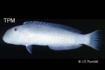 Knife Razorfish (Cymolutes praetextatus)