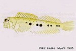 Seale's Rockskipper (Entomacrodus sealei)