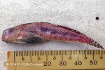 Enlarged Image of 'Entomacrodus striatus'
