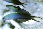 Blackfin Dartfish (Ptereleotris evides)