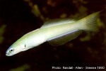 Pearly Dartfish (Ptereleotris microlepis)