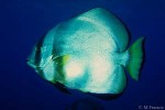 Circular Spadefish (Platax orbicularis)