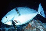 Blacktongue Unicornfish (Naso hexacanthus)
