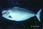 Bulbnose Unicornfish (Naso tonganus   ?IDPreston95)