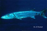 Enlarged Image of 'Sphyraena barracuda'