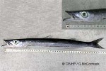 Sharpfin Barracuda (Sphyraena helleri)