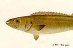 Oilfish (Ruvettus pretiosus)
