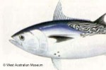 Mackerel Tuna (Euthynnus affinis)