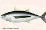Albacore Tuna (Thunnus alalunga)