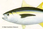 Yellowfin Tuna (Thunnus albacares)