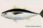 Bigeye Tuna (Thunnus obesus)