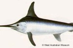 Swordfish (Xiphias gladius)