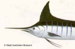 Striped Marlin (Tetrapturus audax)