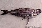 Enlarged Image of 'Cubiceps capensis'